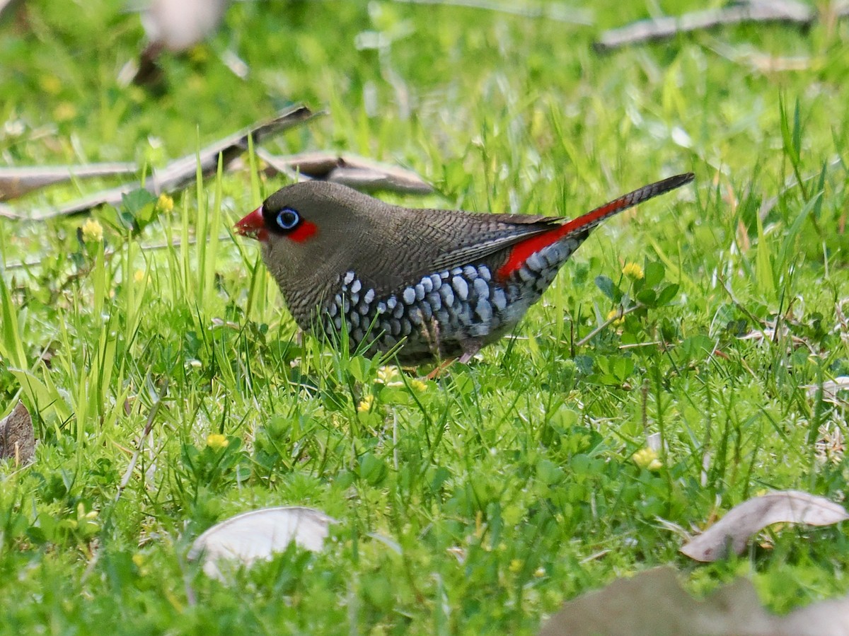 Red-eared Firetail - ML623550973