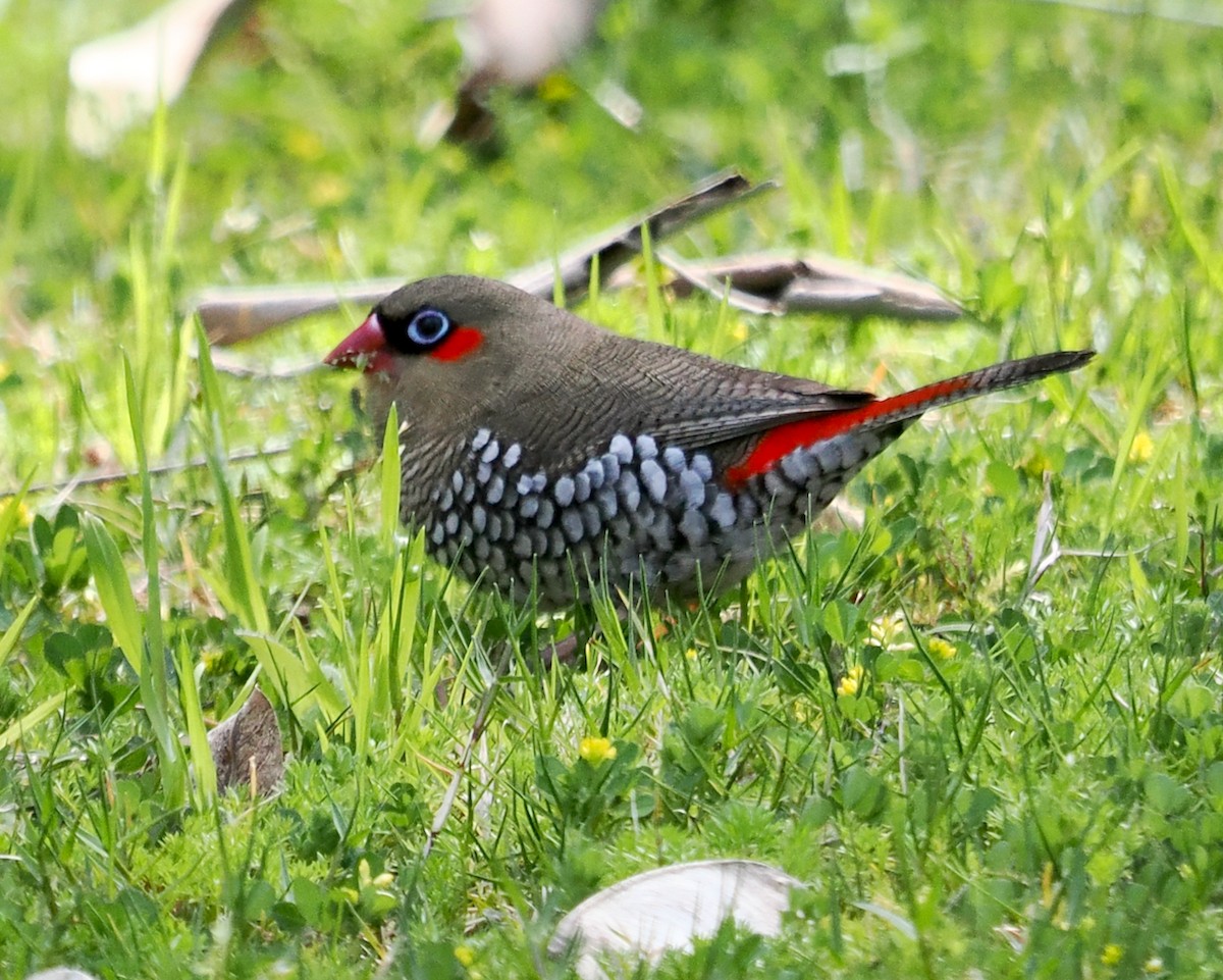 Red-eared Firetail - ML623550974