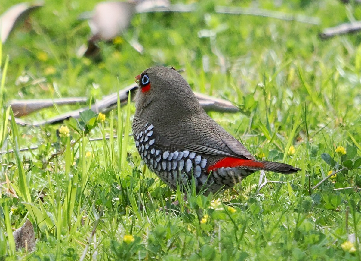 Red-eared Firetail - ML623550975