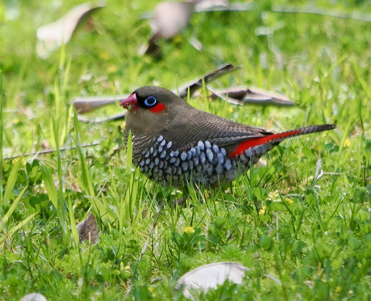 Red-eared Firetail - ML623550976