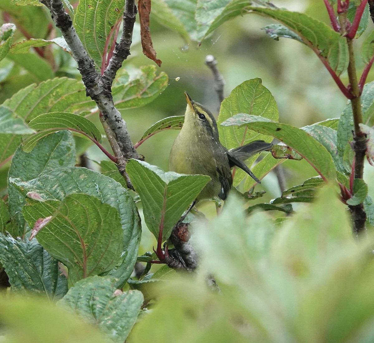 Tickell's Leaf Warbler - Michael Leven