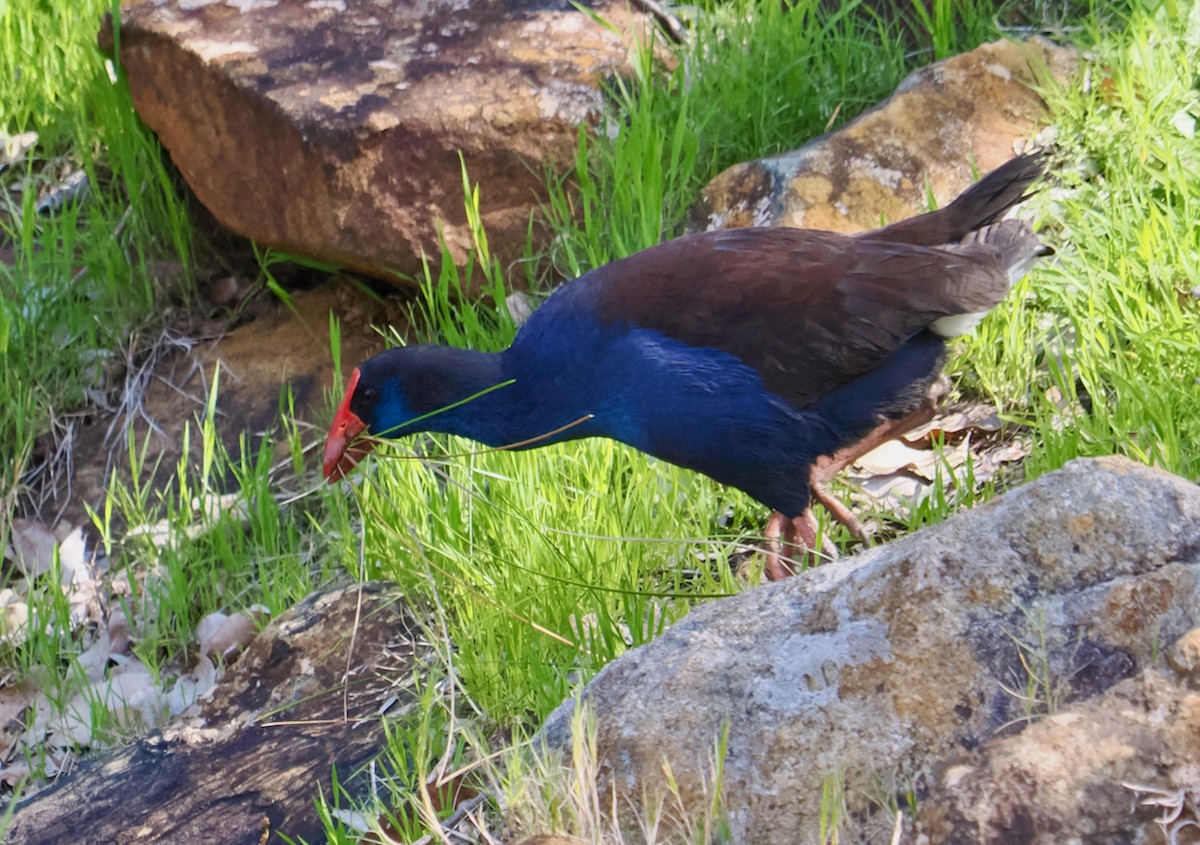 Australasian Swamphen - ML623551098