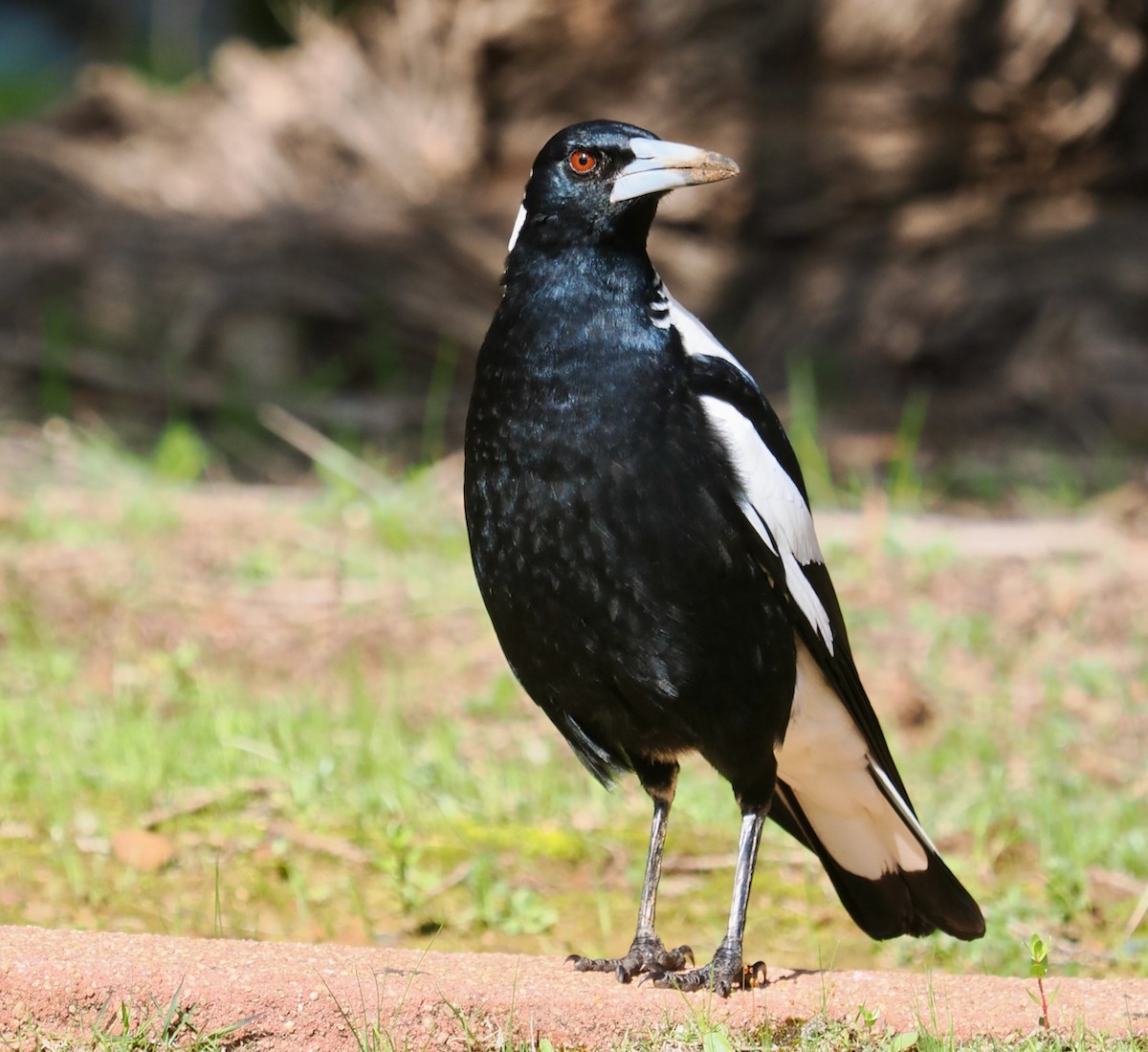 Australian Magpie (Western) - ML623551100