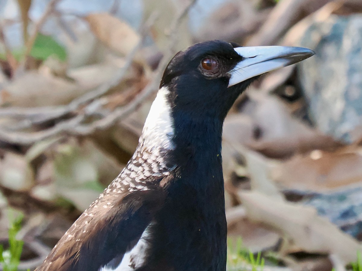 Australian Magpie (Western) - Ken Glasson