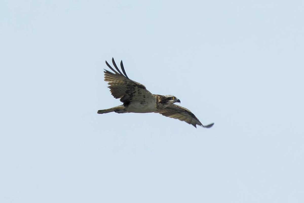 Osprey - ML623551104