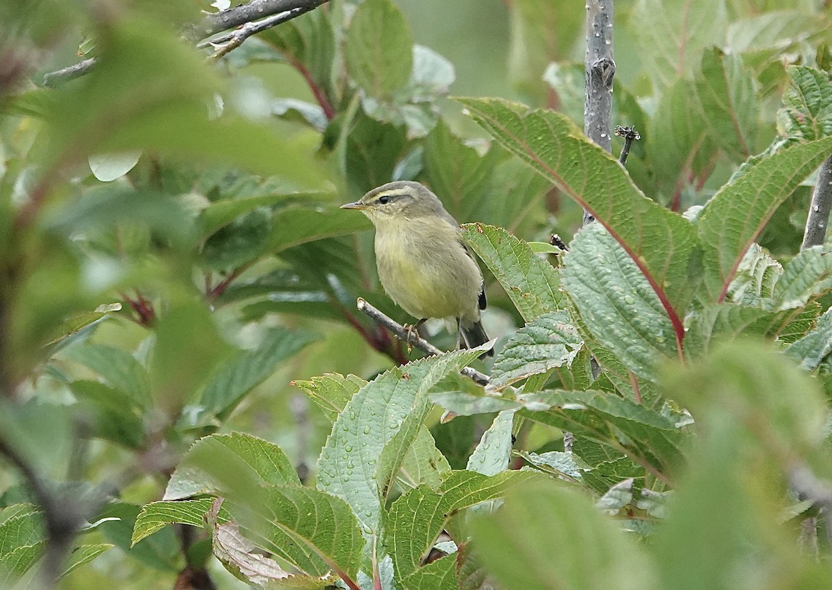 Tickell's Leaf Warbler - ML623551123