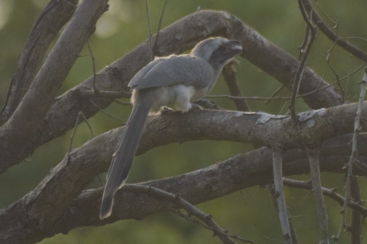 Indian Gray Hornbill - ML623551138