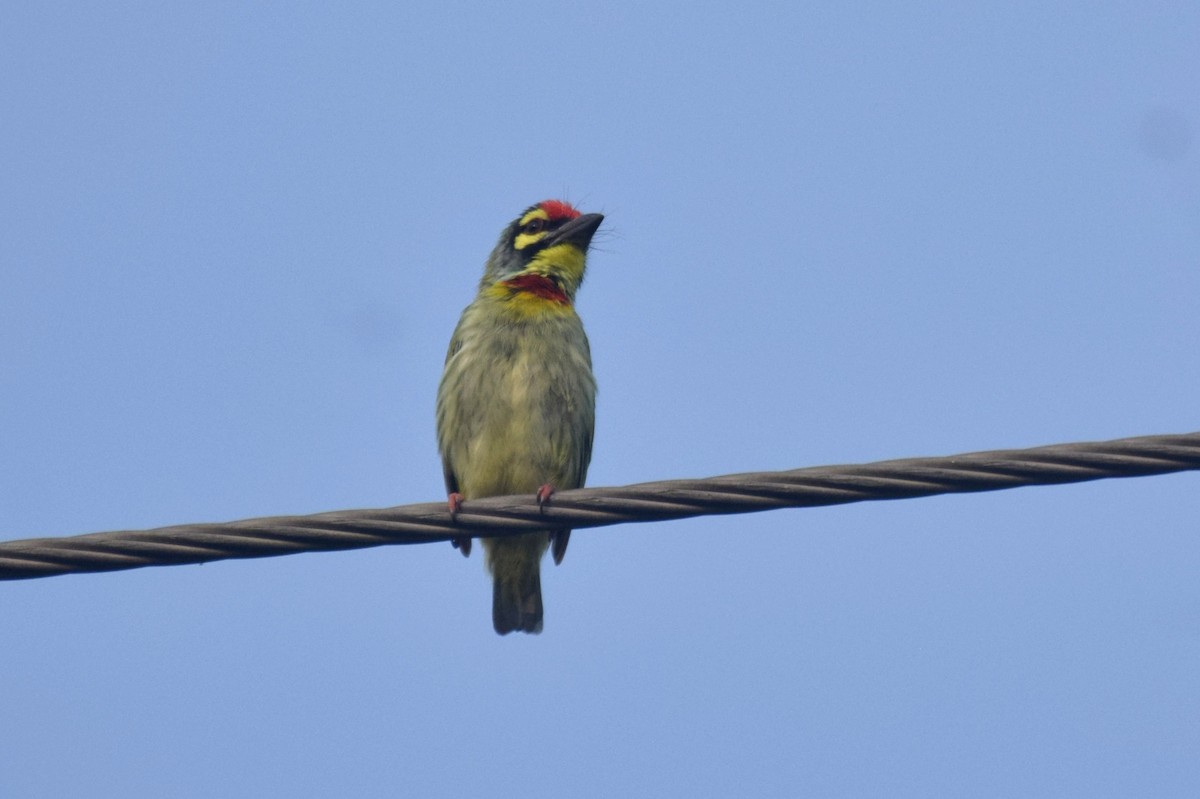 Coppersmith Barbet - ML623551140