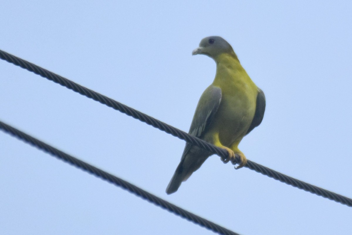 Yellow-footed Green-Pigeon - ML623551143