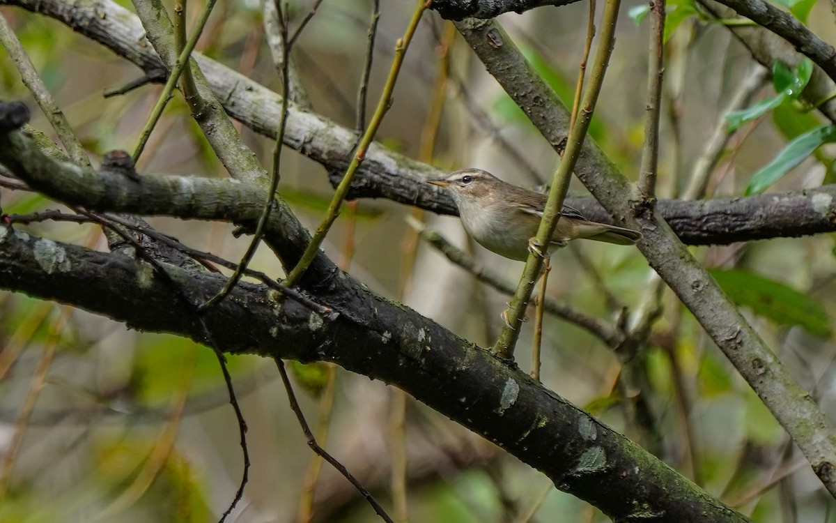 Dusky Warbler - ML623551162