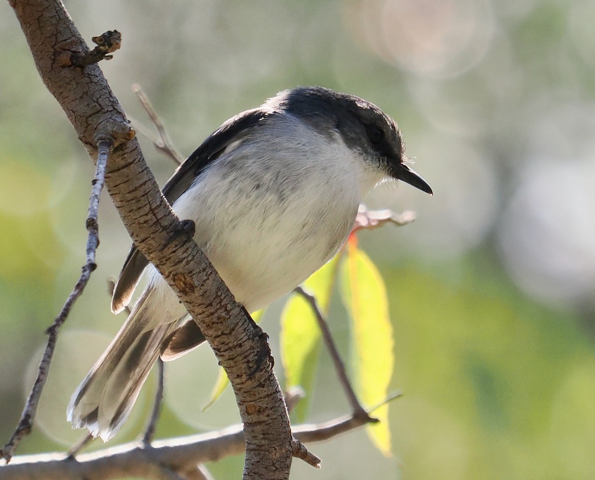 White-breasted Robin - Ken Glasson