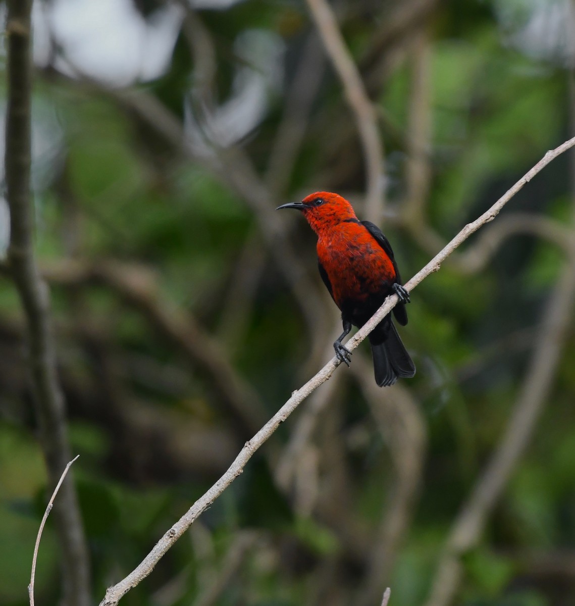 Micronesian Myzomela - ML623551182