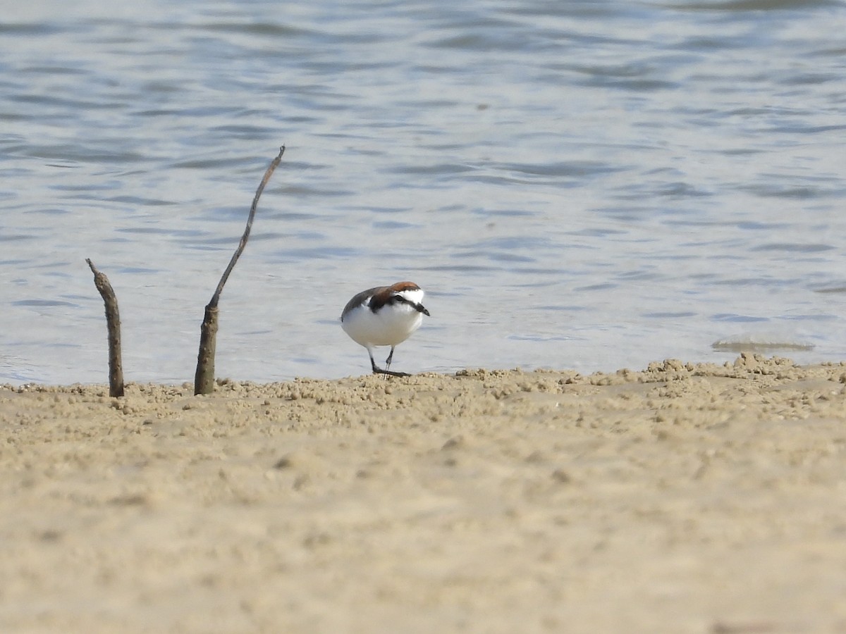 Red-capped Plover - ML623551199