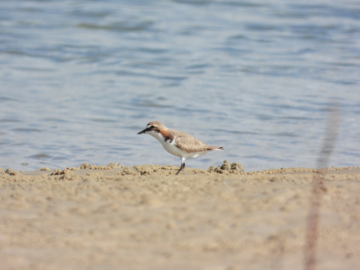 Red-capped Plover - ML623551200