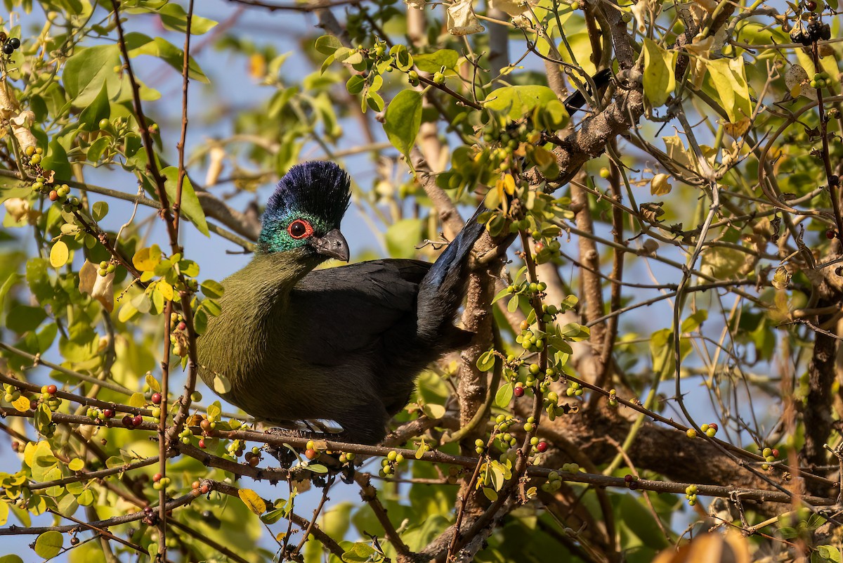 Purple-crested Turaco - Steve Potter