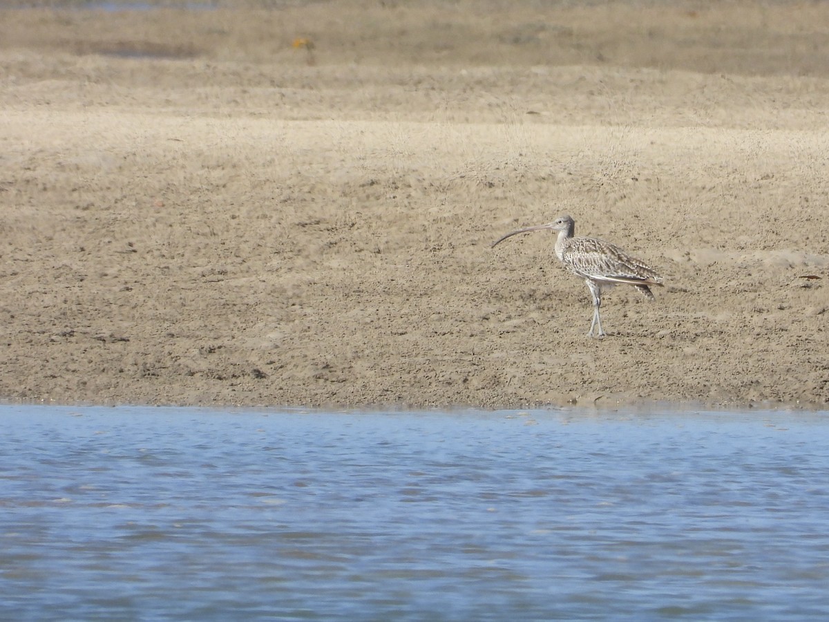 Far Eastern Curlew - ML623551216