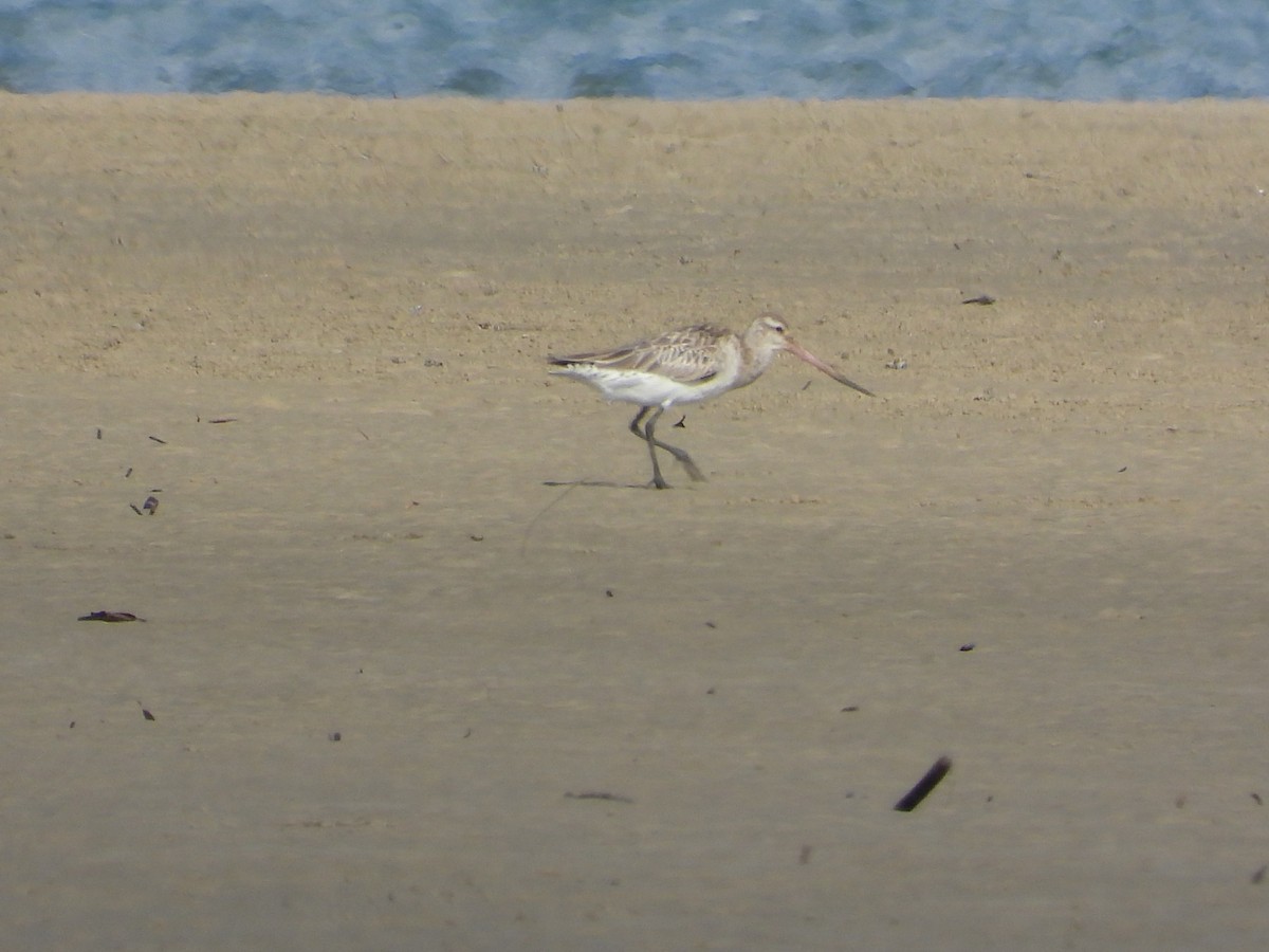 Bar-tailed Godwit - ML623551218