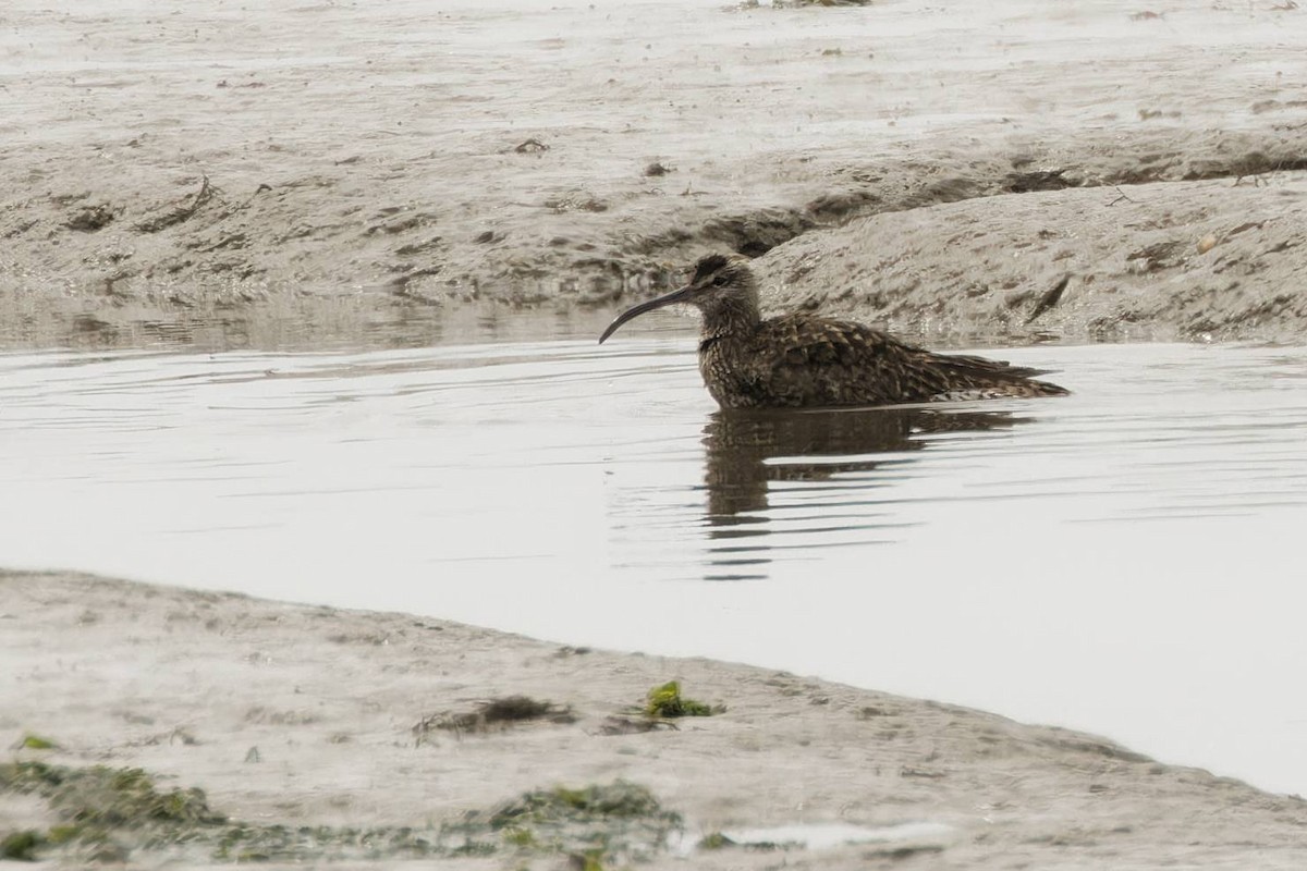 Whimbrel (White-rumped) - ML623551222