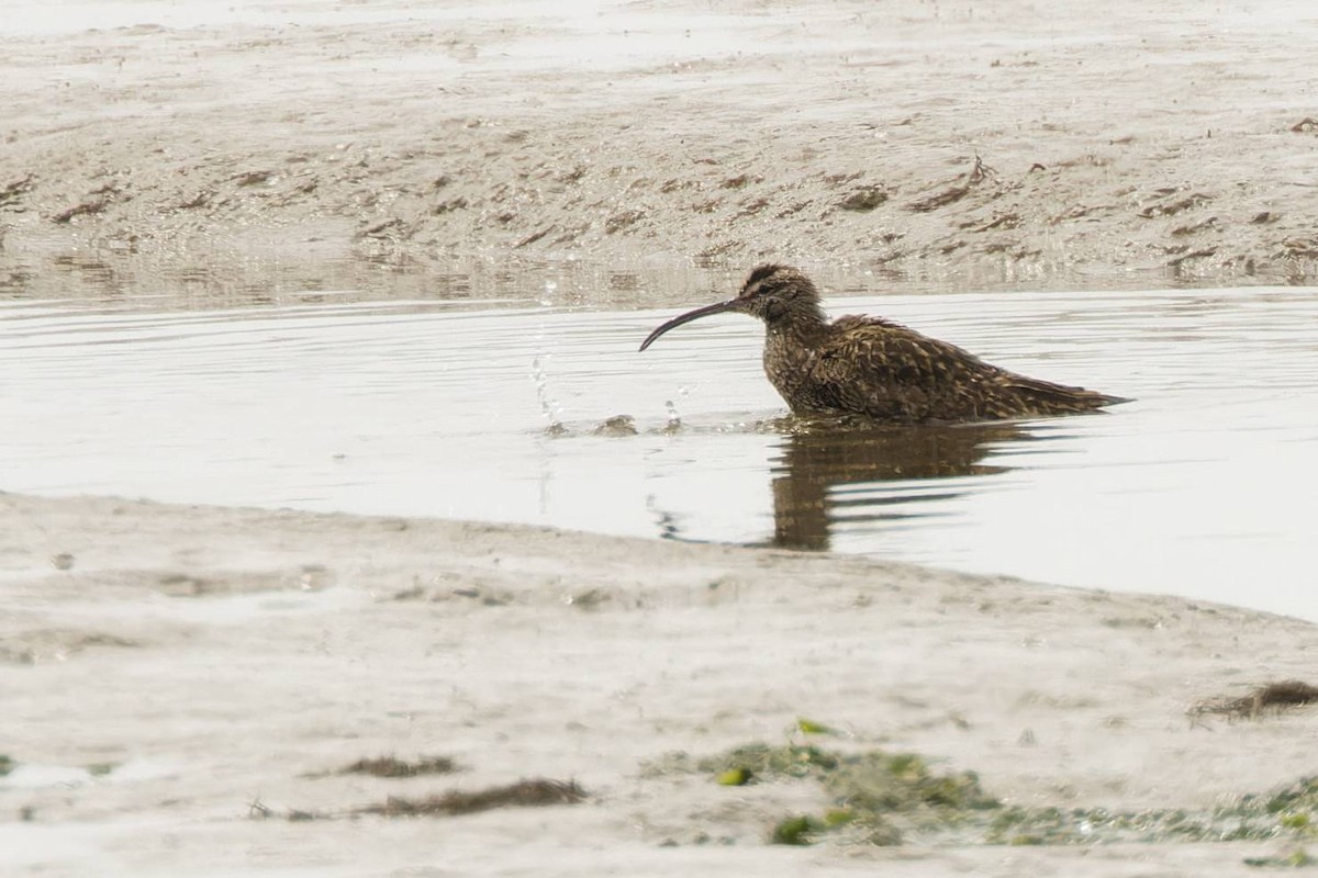 Whimbrel (White-rumped) - ML623551223