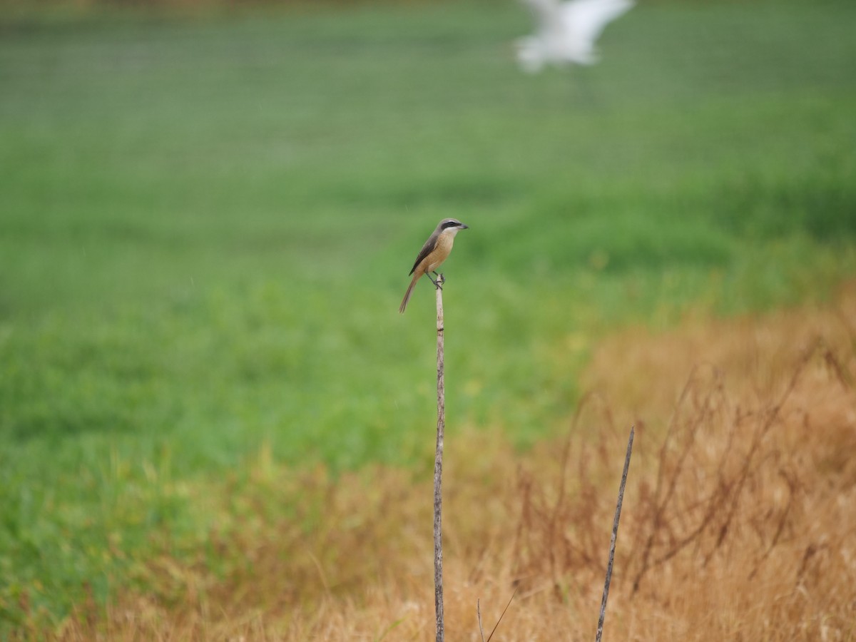 Brown Shrike (Philippine) - ML623551233