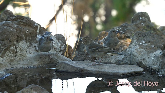 Tenerife Blue Chaffinch - ML623551235