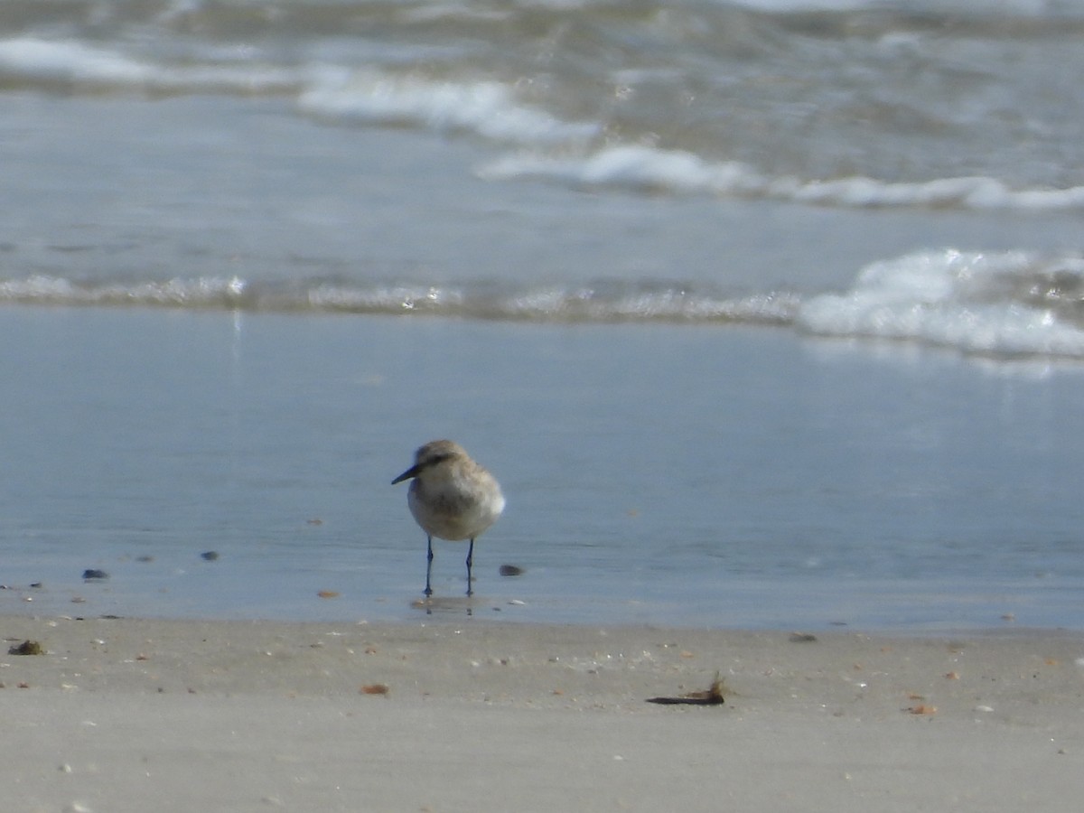 Red-necked Stint - ML623551278