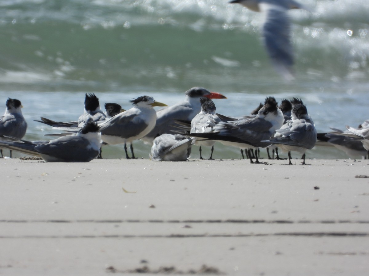 Caspian Tern - ML623551284