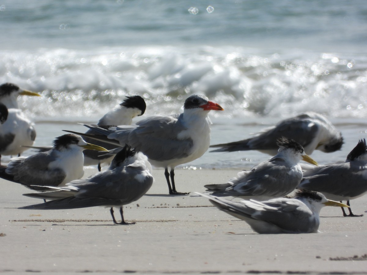 Caspian Tern - ML623551285