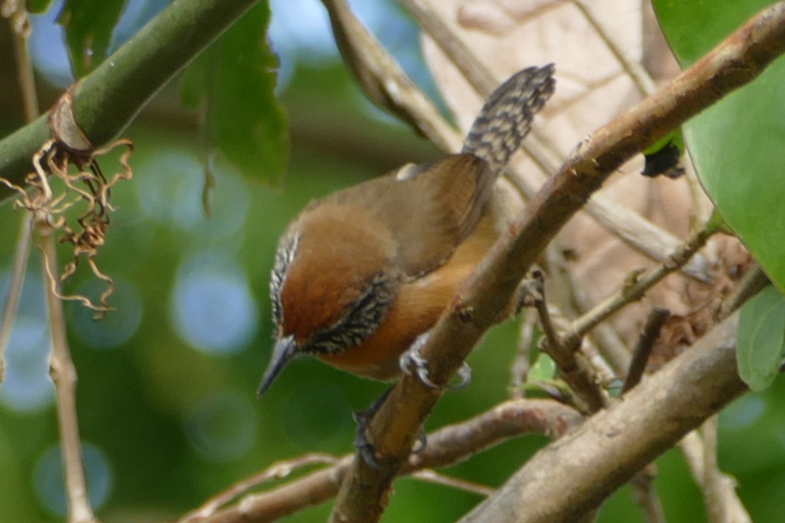 Rufous-breasted Wren - ML623551290