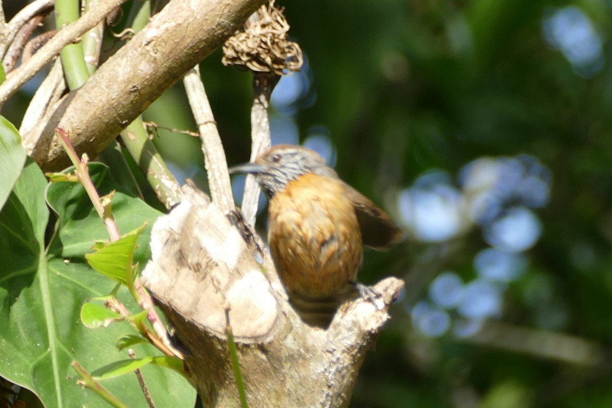 Rufous-breasted Wren - ML623551297