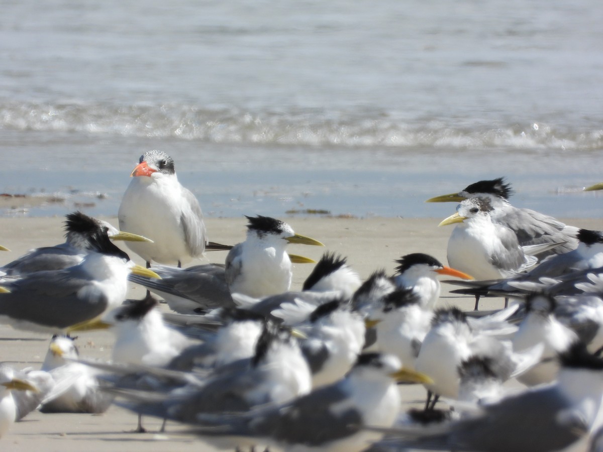 Lesser Crested Tern - ML623551311