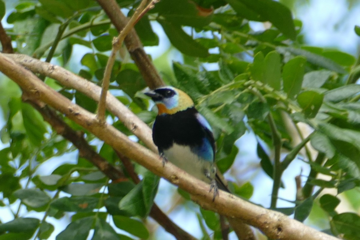 Golden-hooded Tanager - ML623551329