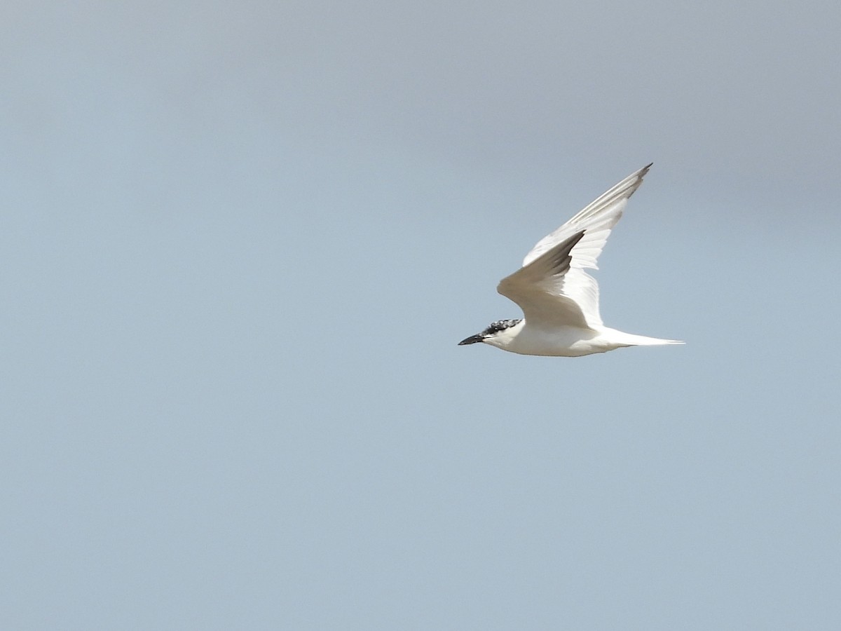 Australian Tern - ML623551334