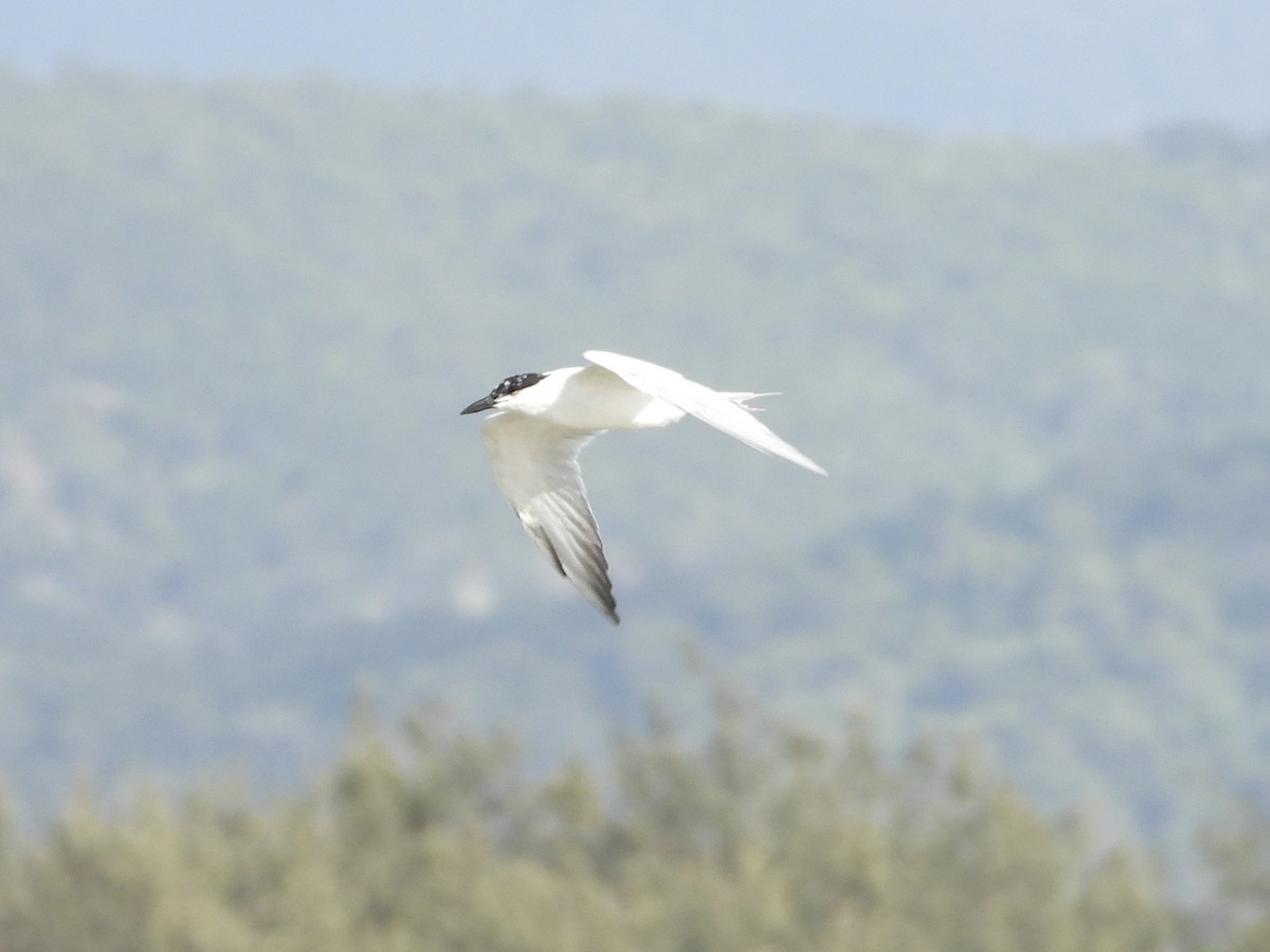 Australian Tern - ML623551335