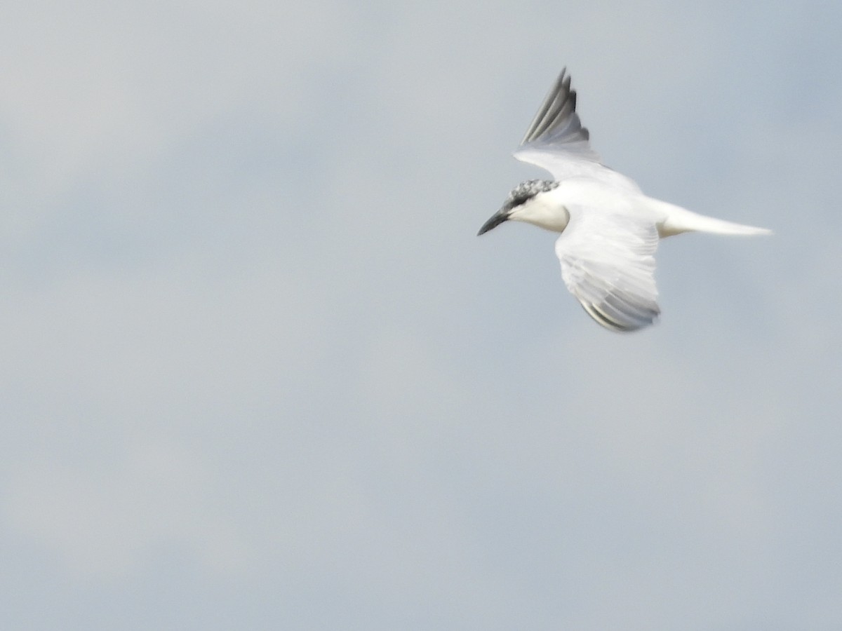 Australian Tern - ML623551336