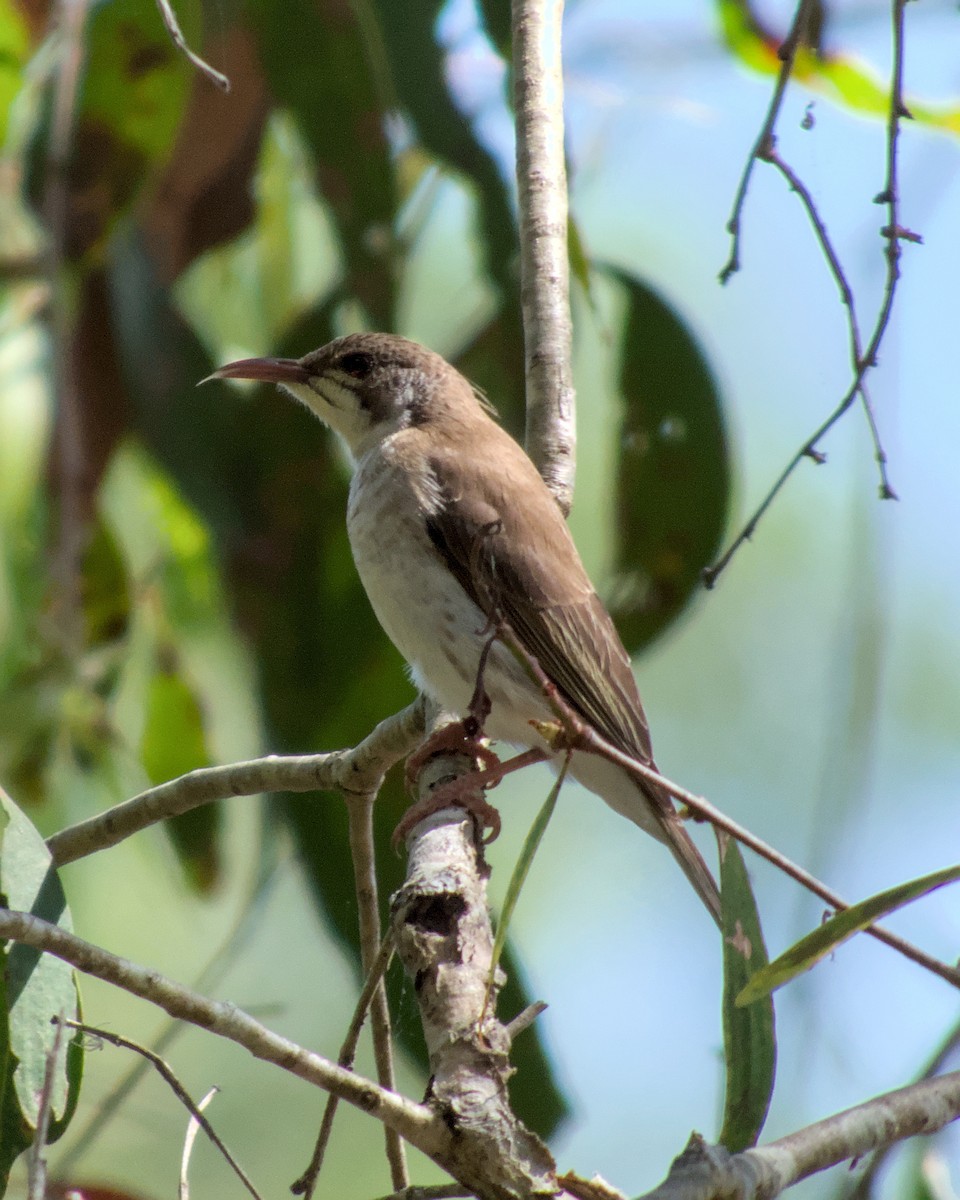 Brown-backed Honeyeater - ML623551343