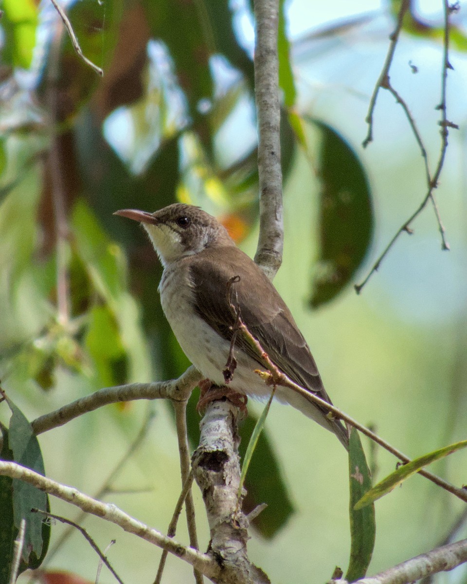 Brown-backed Honeyeater - ML623551345