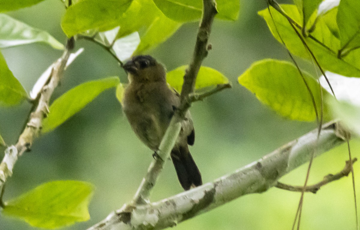 Thick-billed Seed-Finch - ML623551423