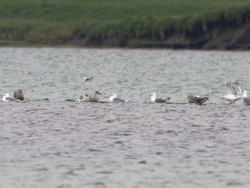 Herring Gull (Vega) - ML623551499