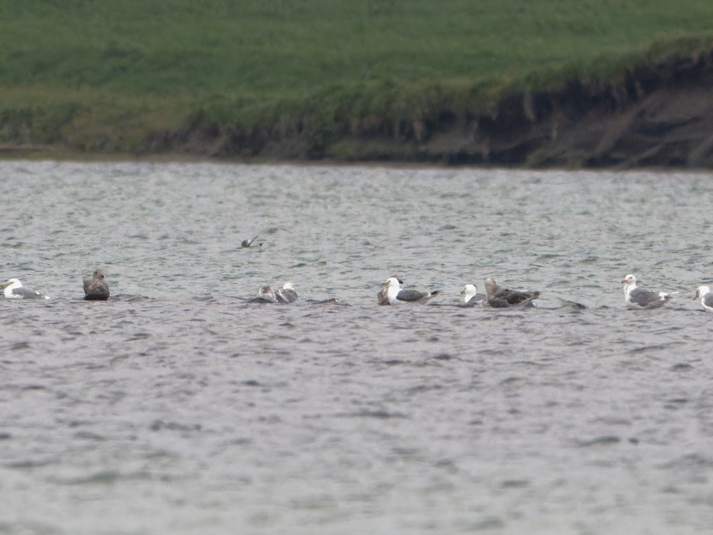 Herring Gull (Vega) - ML623551501