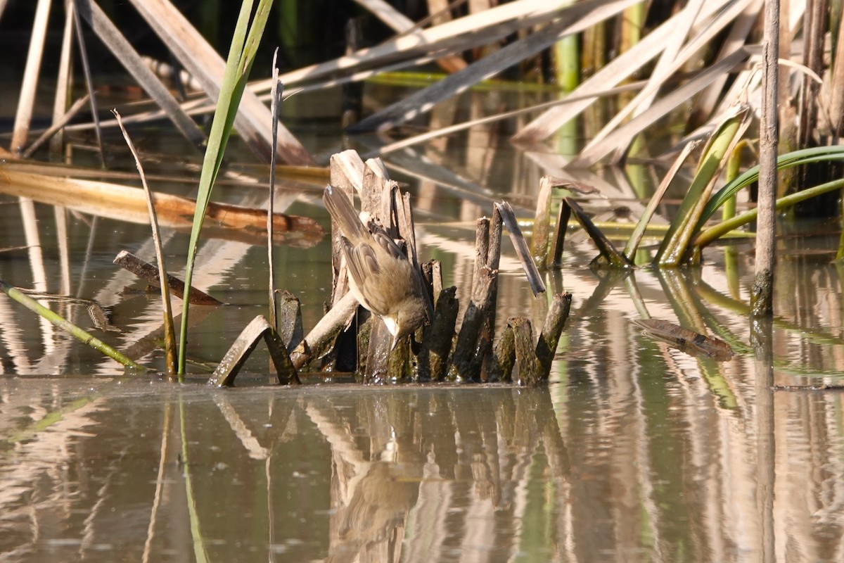 Australian Reed Warbler - Catarina Gregson