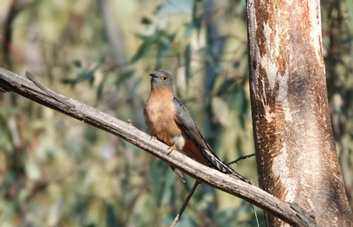 Fan-tailed Cuckoo - ML623551549