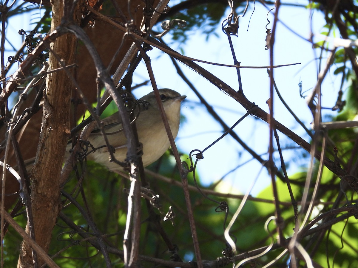 Manchurian Bush Warbler - ML623551551