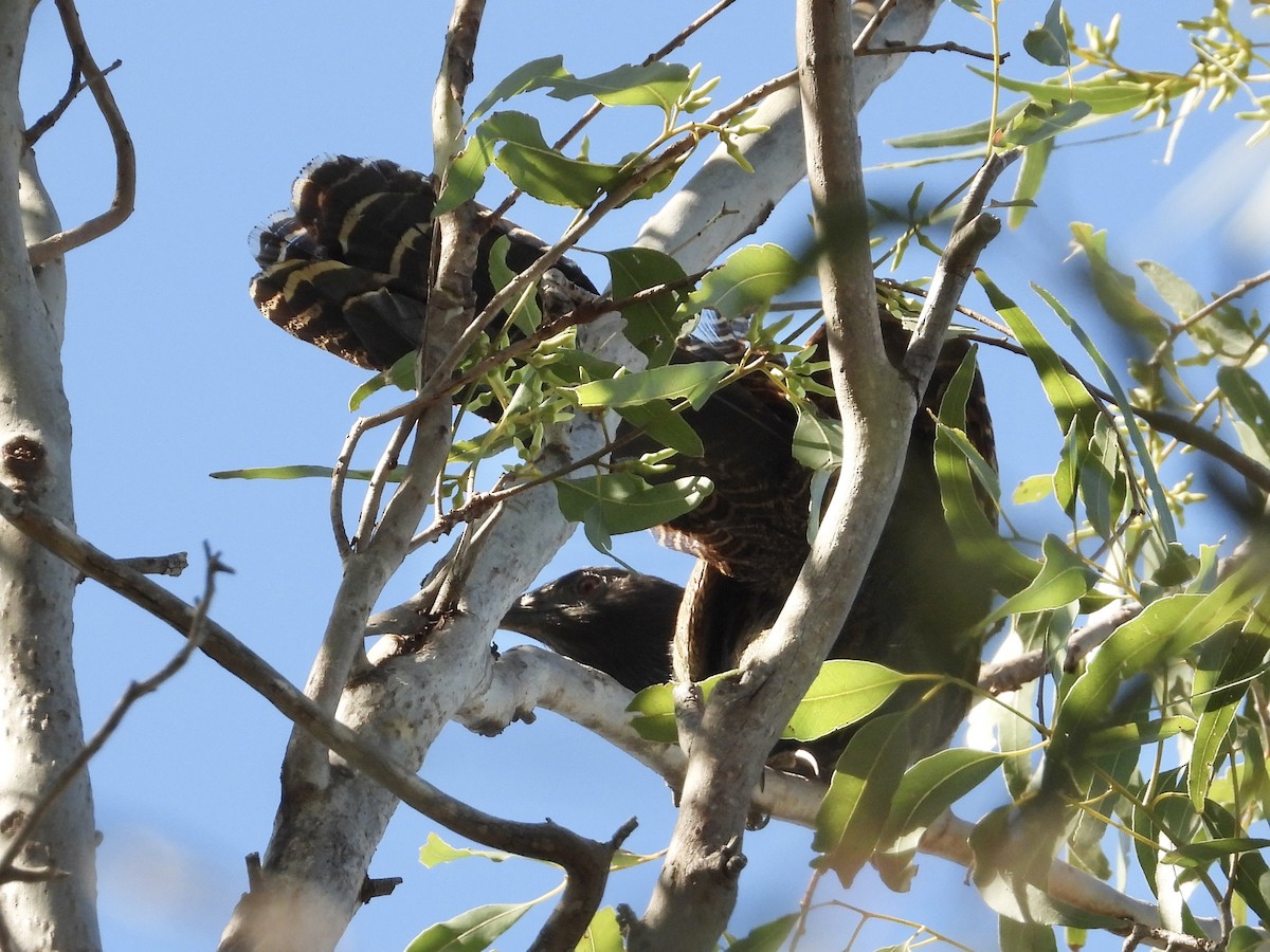 Pheasant Coucal - ML623551577