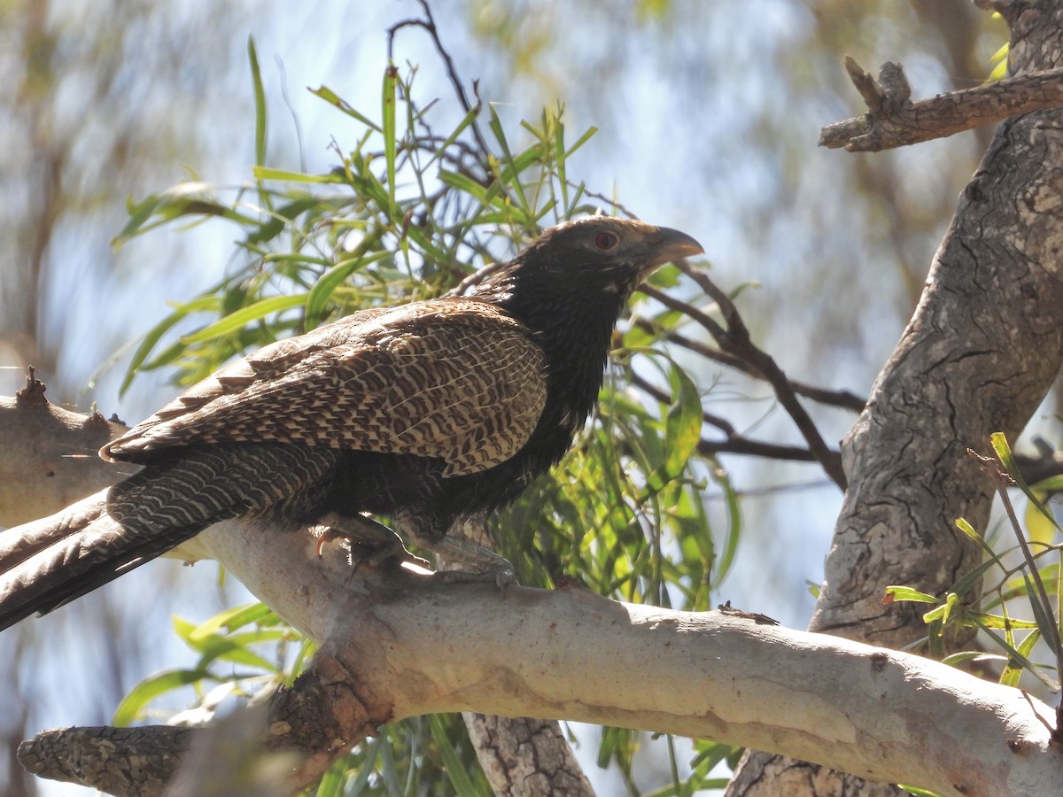 Pheasant Coucal - ML623551578