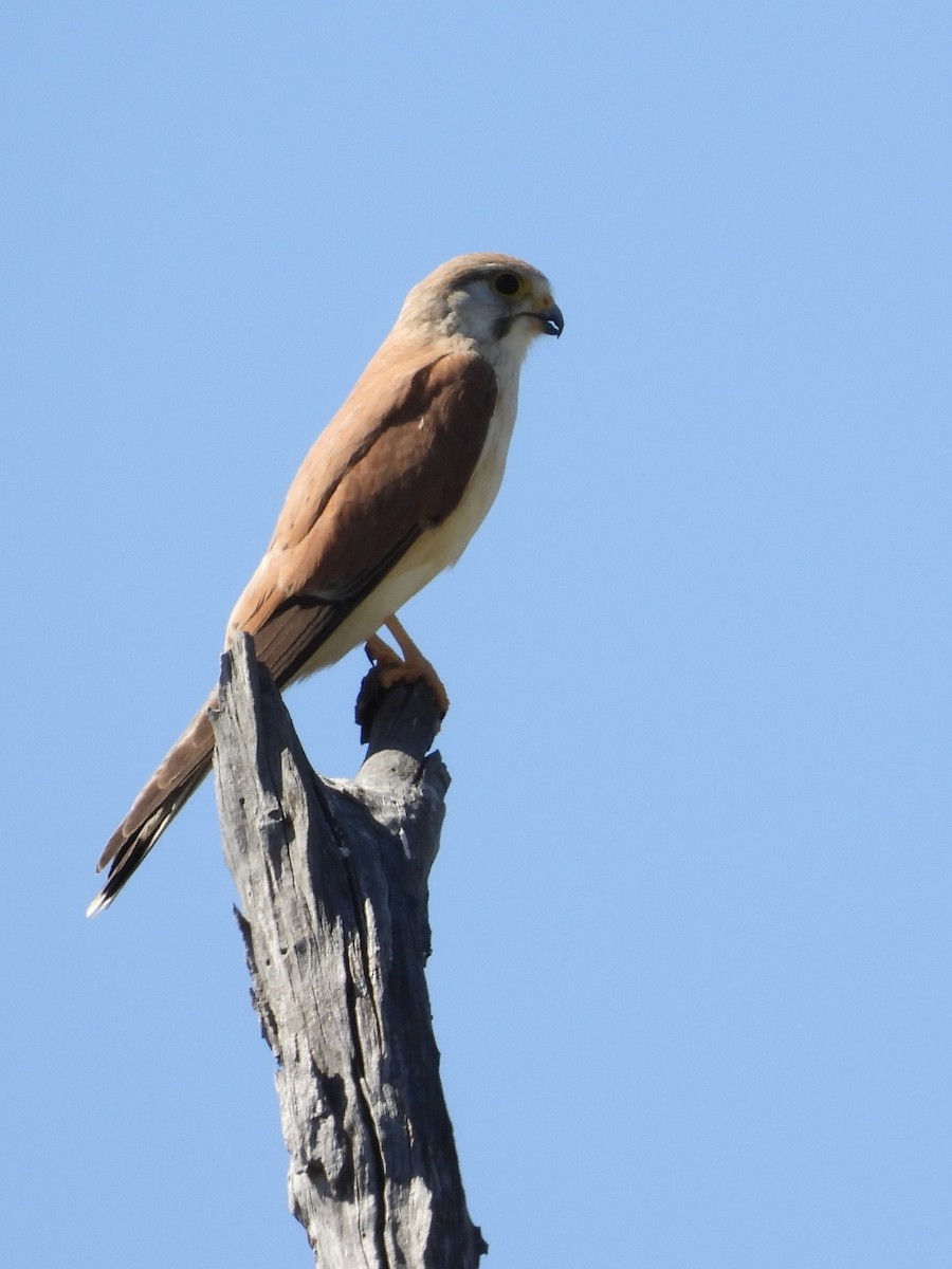 Nankeen Kestrel - ML623551602