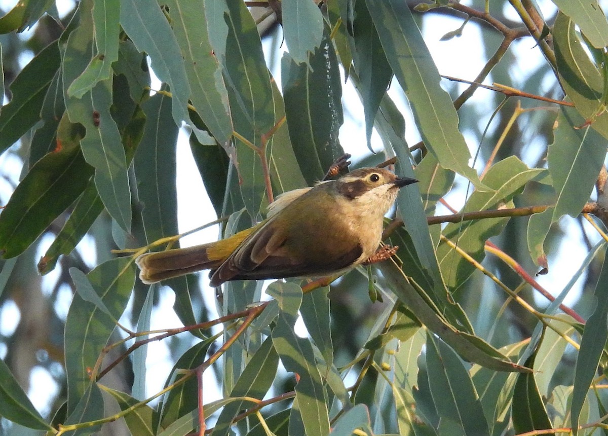 Brown-headed Honeyeater - ML623551603