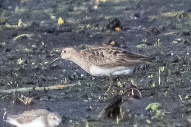 Graubrust-Strandläufer - ML623551610