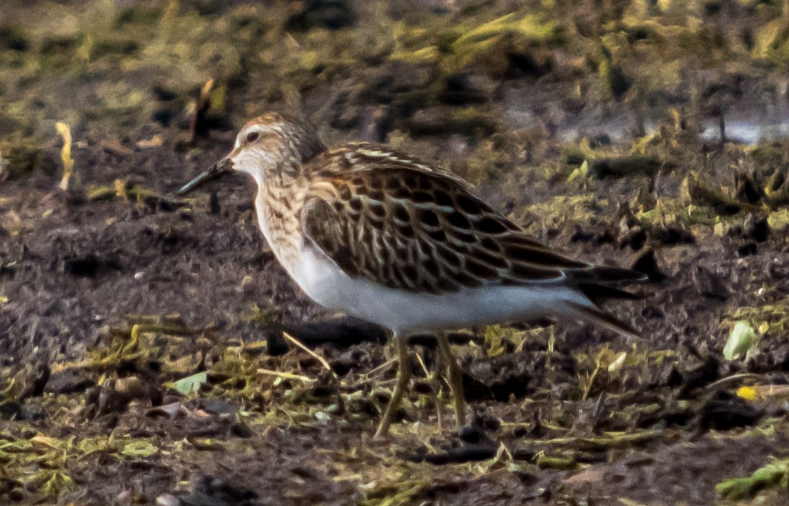 Pectoral Sandpiper - ML623551611