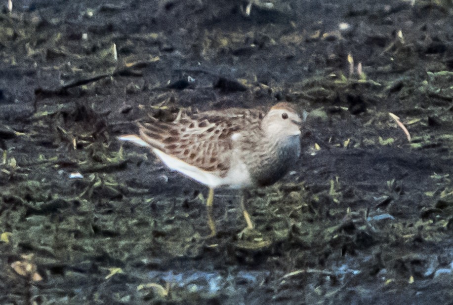 Pectoral Sandpiper - ML623551612